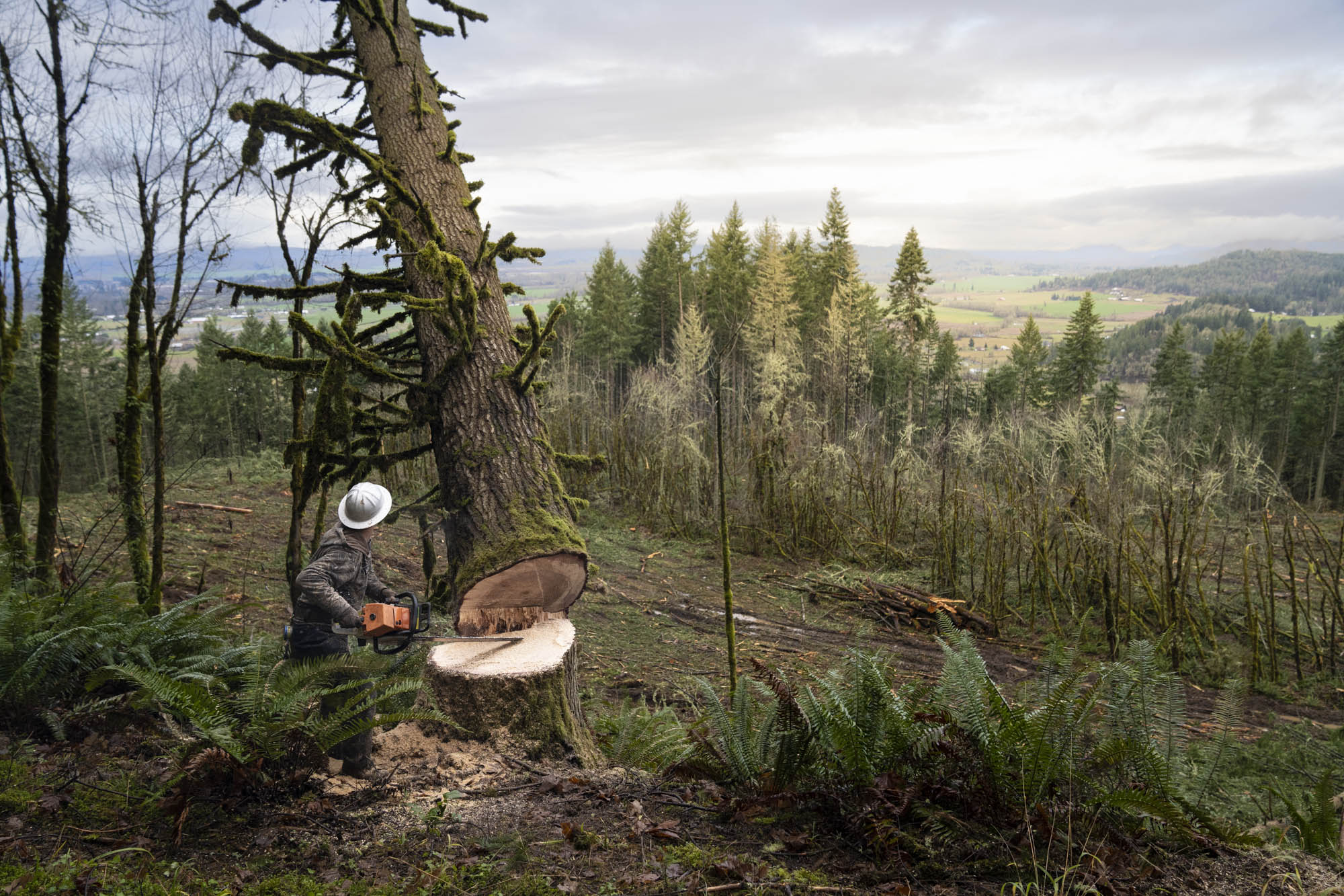 Faller finishing a cut with a valley view in the background