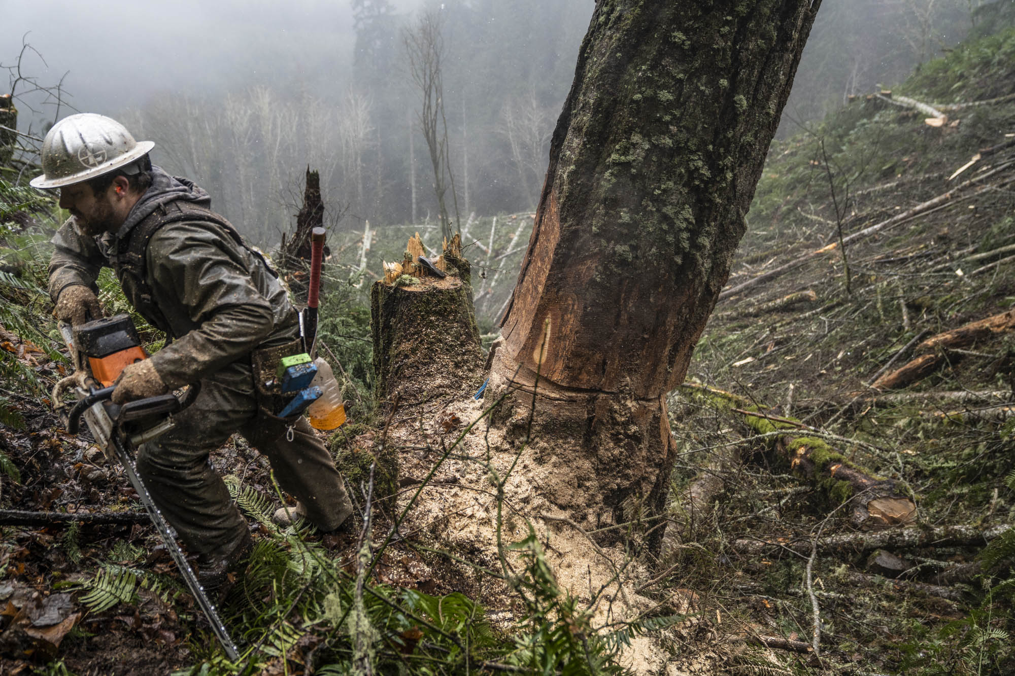 Faller walking a foggy hillside past freshly cut stumps