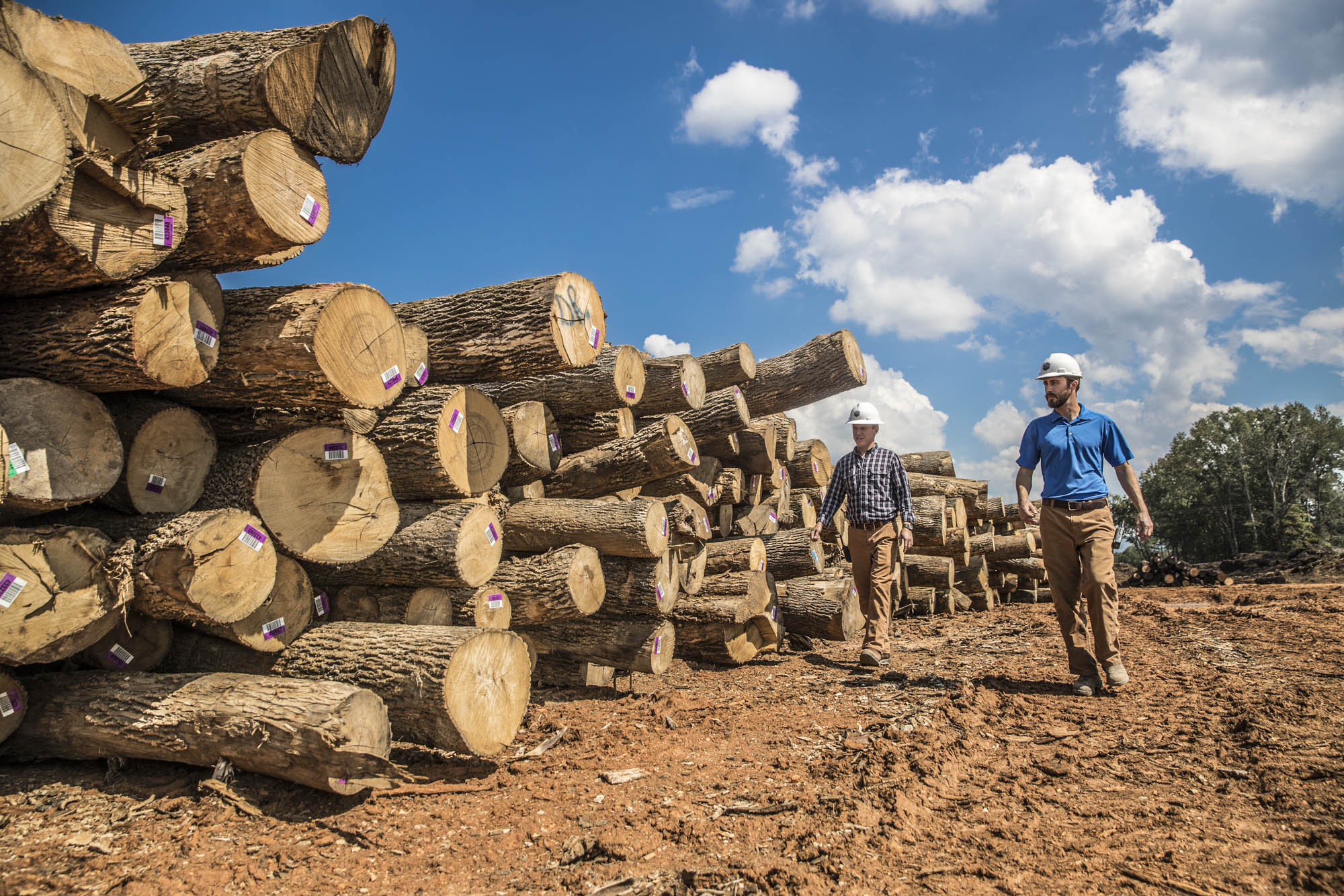 Two workers walking through a tagged log yard inspecting inventory
